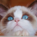 0hmywhatamarvelous-tune avatar