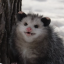 0possum-pine avatar