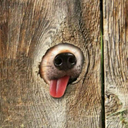 1-indecisive-gemini avatar