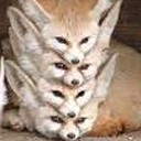 100-foxes avatar