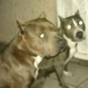 1234123412341234123412341234 avatar