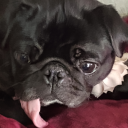 123crazyfangirl-blog avatar