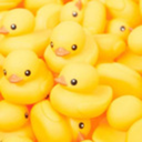 12ducksinarow avatar