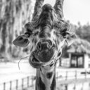 12giraffes avatar