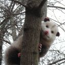 13-possums-in-a-trenchcoat avatar