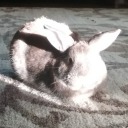 15rabbitsploots avatar