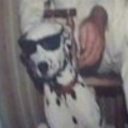 1dalmatianeveryday avatar