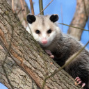 1localpossum avatar