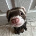 1luvferrets avatar