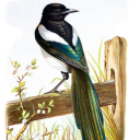 1magpie1 avatar