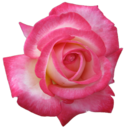 1rose-blog1 avatar