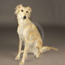 2003hondacivic avatar