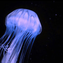 22jellyfish avatar