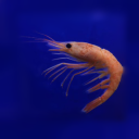 27panfriedshrimp avatar