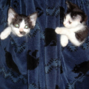 2cats1bathrobe-blog avatar