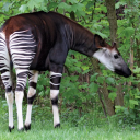 2okapi avatar