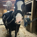 3-geeseinatrenchcoat avatar