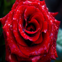 32roses avatar