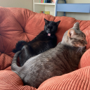 32the12the12the3 avatar