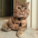 365daysofcallisto avatar