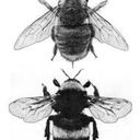 3honeybee-blog avatar