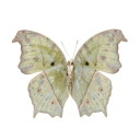 3ternalvalentin3 avatar