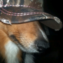 400evilrottweilers avatar