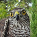 40viewscollection avatar