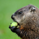 410757864530deadcops avatar