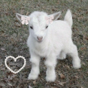 444sweetmourninglamb avatar