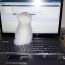 468382828282727 avatar