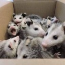 47-possums-in-a-trenchcoat avatar