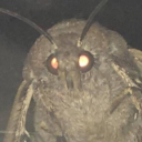 4d-hypermoth avatar