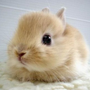 4everbunnies avatar