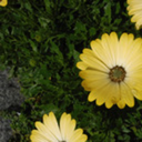 4ofspades-art avatar