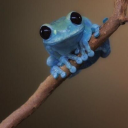 4sleepyfrog avatar