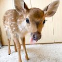 4thecomfortofmysoul avatar