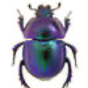 50-beetles avatar