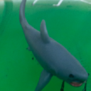 50-sharks-of-gray-blog avatar