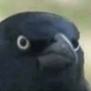 50-sliced-cucumbers avatar