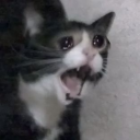 502-916-king-blog avatar