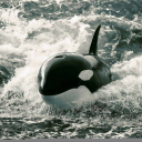 666thtoolofhell avatar