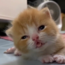 69inchesofsatanicpanic avatar