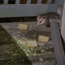 69mossytrashcat69 avatar