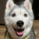 6woofs avatar