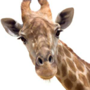 7thgiraffe avatar