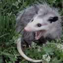 8-opossums avatar