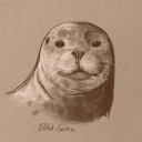 80hd-selkie avatar