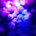 87purplejellyfish avatar