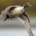 88bodangles88-blog avatar